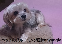 ペットのグルーミング屋 jenny angieの画像