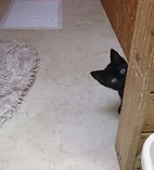 ペットのグルーミング屋 jenny angieのトッピック画像1