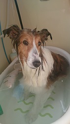 ペットのグルーミング屋　ｊｅｎｎｙ　ａｎｇｉｅのトッピック画像2