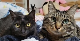 ペットのグルーミング屋 jenny angieのトッピック画像3