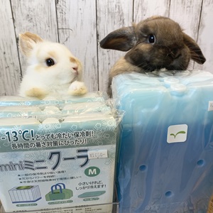 うさぎの暮らしを作る店 うさぎのしっぽのトッピック画像2